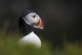 /album/puffin/lunda-2-jpeg/