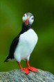 /album/puffin/lunda-3-jpeg/