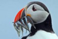 /album/puffin/lunda-5-jpeg/