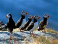 /album/puffin/lunda-6-jpeg/