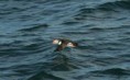 /album/puffin/lunda-7-jpeg/