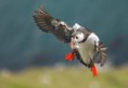 /album/puffin/lunda-8-jpeg/