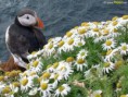 /album/puffin/lunda-9-jpeg/