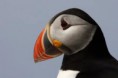 /album/puffin/lunda-jpeg1/